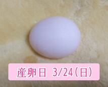メンフクロウの卵 食用 有精卵 (1個 )_画像7