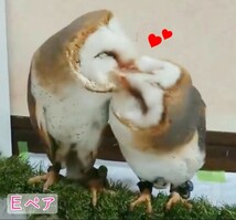 メンフクロウの卵 食用 有精卵《1個》_画像1