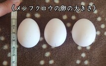 メンフクロウの卵 食用 有精卵《1個》_画像2