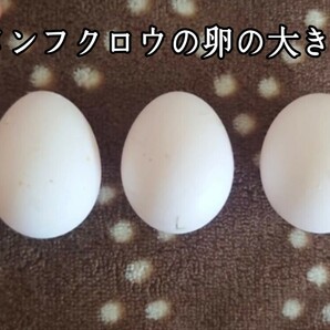 メンフクロウの卵 食用有精卵 ・1個の画像2