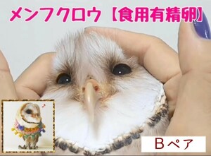 メンフクロウの卵 食用有精卵 ・1個