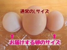 小さい鶏ミックス 食用有精卵・8個_画像3