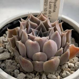 エケベリア原種 ヒアリナ ラパス① 実生苗【安心の根付抜き苗】ECHEVERIA hyalina, San Luis de La Paz 多肉植物