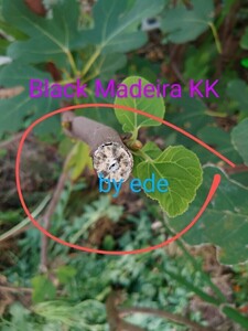 いちじく穂木セット　Black Madeira KK