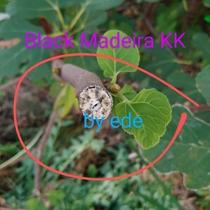 いちじく穂木セット Black Madeira KKの画像1