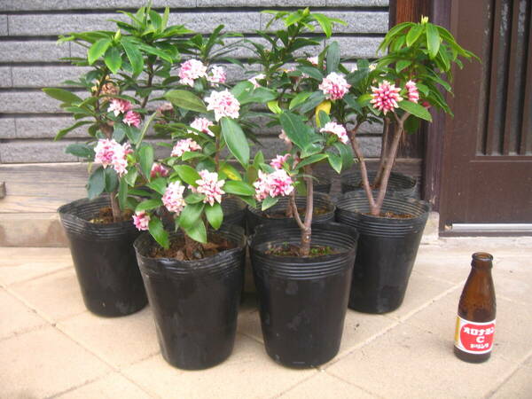 沈丁花　　ジンチョウゲ　ピンク花　　樹高20～30cm　10鉢セット