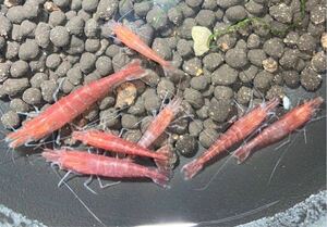 [ river sea .]10 pcs * natural. red mi Nami freshwater prawn * styrene foam delivery * Hokkaido * Okinawa to shipping is pause among .* Cherry shrimp is not *