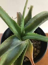 ☆Aloe officinalis アロエ オフィキナリス 実生苗☆多肉植物 succulent aloe_画像5