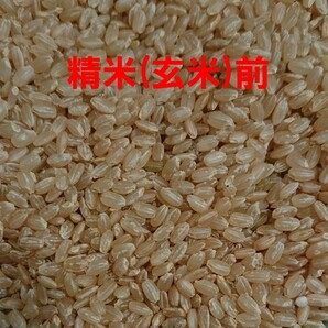 送料込み 令和5年産 高知県産 新米コシヒカリ 玄米30㎏(袋込み)の画像5