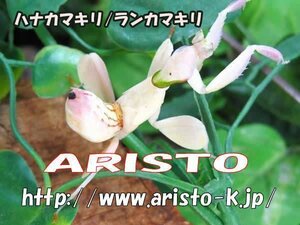 ハナカマキリ幼虫　　♂2センチ前後♀3センチ前後・♀ピンク系・WD・大人気!昆虫販売アリスト