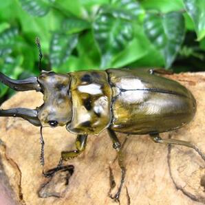 ローゼンベルグオウゴンオニクワガタ ♂72ミリ♀50ミリ・(スカブミ)現地飼育品・昆虫卸問屋アリスト・1円の画像1