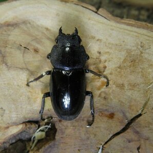 モーニッケノコギリクワガタ ♂39ミリ♀20ミリ・(Bengkulu)・昆虫卸問屋アリストWD・成虫・1円の画像2