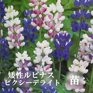 矮性ルピナス（ピクシーデライト）抜き苗 1株　春の寄せ植え　マメ科の一年草