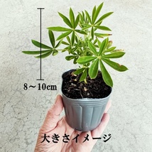 矮性ルピナス（ピクシーデライト）抜き苗 1株　春の寄せ植え　マメ科の一年草_画像4