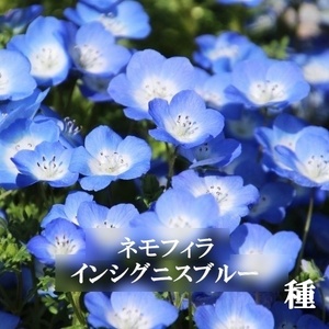 寒地・寒冷地向き　春まき花の種　ネモフィラ・インシグニスブルー　50粒　一年草