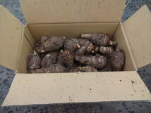 タケノコ芋（京芋）の種イモ　約 1.8kg ４５個　　　　　　たけのこ芋　京イモ_画像2