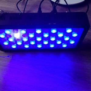 ブラックボックス LEDライト 珊瑚育成用の画像4