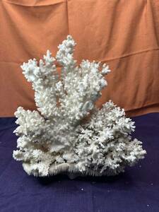 水槽飾り　白珊瑚　天然珊瑚　置物　インテリア サンゴ 飾り
