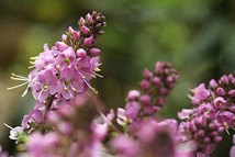 開花見本写真ピンク