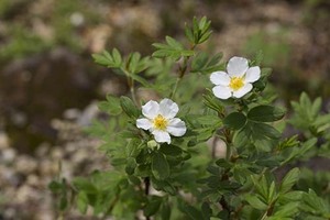 山野草　高山植物　ギンロバイ（ハクロバイ）　苗