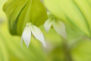 山野草　間もなく開花　斑入り チゴユリ　(黄金月）苗