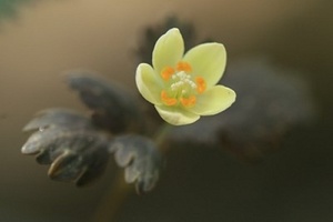 山野草　開花　トウゴクサバノオ　苗