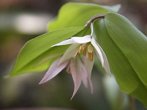 山野草　ピンク花　チゴユリ　苗