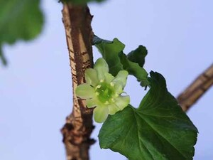 山野草　珍種　ケナシヤシャビシャク　苗