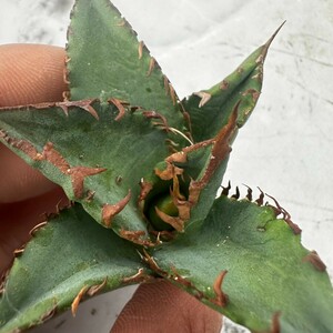 E61 アガベ チタノタ オアハカ産オテロイ Oaxaca oteroi メキシコ agave titanota