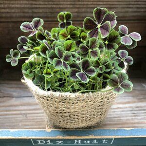 ... clover four . leaf. clover gardening decorative plant 