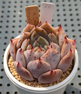 30.沙羅姫牡丹×ハイジ 実生苗 エケベリア 国産 多肉 Echeveria