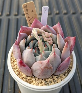 9.サラヒメボタン×ハイジ 実生苗 エケベリア 国産 多肉 Echeveria