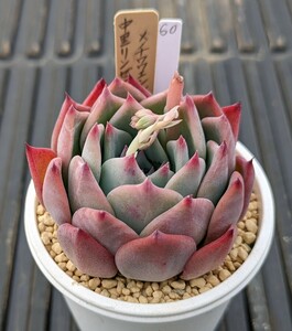 60.中里リンゼアナ×チワワエンシスイエコラ 実生苗 エケベリア 国産 多肉 Echeveria