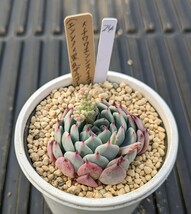 24. （エンシノ×黒爪ザラゴーサ）×チワワエンシスイエコラ 実生苗 エケベリア 国産 多肉 Echeveria_画像1