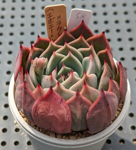 54.（エボニー×ルイーズ）×ラウレンシス 実生苗 エケベリア 国産 多肉 Echeveria