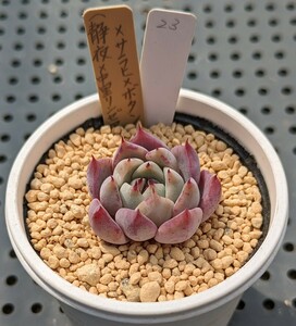 23.（静夜×中里リンゼアナ）×沙羅姫牡丹 実生苗 エケベリア 国産 多肉 Echeveria