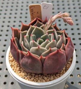 53.（エボニー×ルイーズ）×ラウレンシス 実生苗 エケベリア 国産 多肉 Echeveria