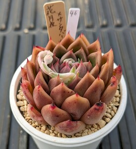 46.花月夜×サンタバーバラ 実生苗 エケベリア 国産 多肉 Echeveria