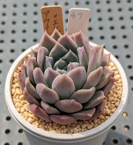 47.アウテンティカ×エレガンスラパス 実生苗 エケベリア 国産 多肉 Echeveria