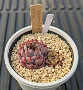 17.ラパス×サラヒメボタン 実生苗 エケベリア 国産 多肉 Echeveria