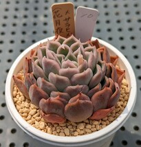 10.（花月夜×ラパス）×沙羅姫牡丹 実生苗 エケベリア 国産 多肉 Echeveria_画像2