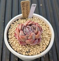 28.（相府蓮×ラウレンシス）×沙羅姫牡丹 実生苗 エケベリア 国産 多肉 Echeveria_画像2