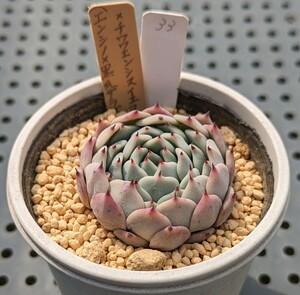 33.（エンシノ×黒爪ザラゴーサ）×チワワエンシスイエコラ 実生苗 エケベリア 国産 多肉 Echeveria