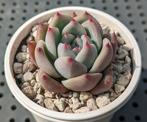 ホリコロ×中里リンゼアナ 実生苗 エケベリア 国産 多肉 Echeveria