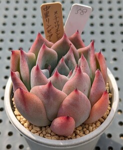 58.中里リンゼアナ×チワワエンシスイエコラ 実生苗 エケベリア 国産 多肉 Echeveria