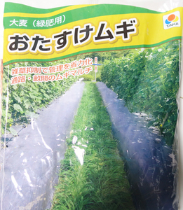 【緑肥】大麦　【50粒】　種　種子　　野菜　　家庭菜園　オオムギ　麦　おたすけ麦　リビングマルチ　早枯れタイプ