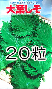 大葉　しそ　20粒　種　種子　　野菜　　家庭菜園