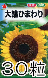 【草丈1.5-2M位】大輪ひまわり　30粒　種　種子　　野菜　　家庭菜園