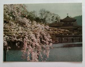 絵葉書　京都　平安神宮の桜　　　　　　　　　　　　　　　　　　　　　　　　　　