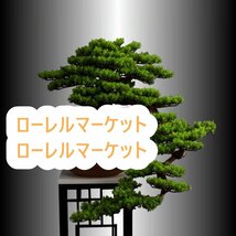 極美品★ 人工観葉植物+花棚です インテリアグリーン 高級模造迎客松盆栽 禅意迎客松盆栽装飾品 置物_画像2